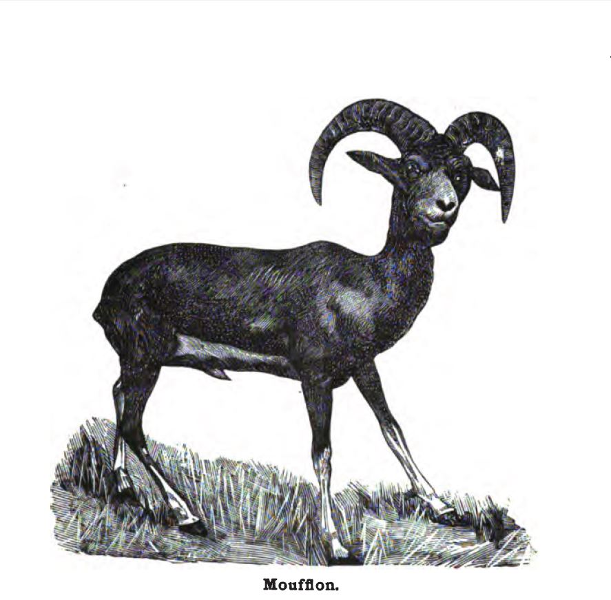 Mouflon, In Robert Tennant, 1885