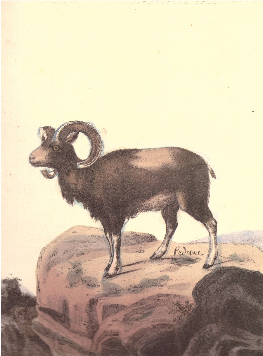 Lorenzo Pedrone, Muflone, 1843