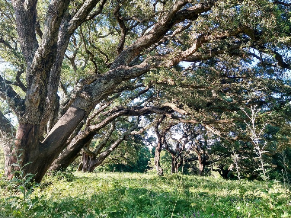 Sugheri Gallura Sugheri Gallura